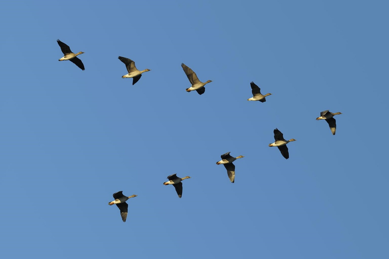 Ganzen vliegen in een V-vorm, om en om nemen ze de koppositie over en ze moedigen elkaar aan met hun typische gak gak